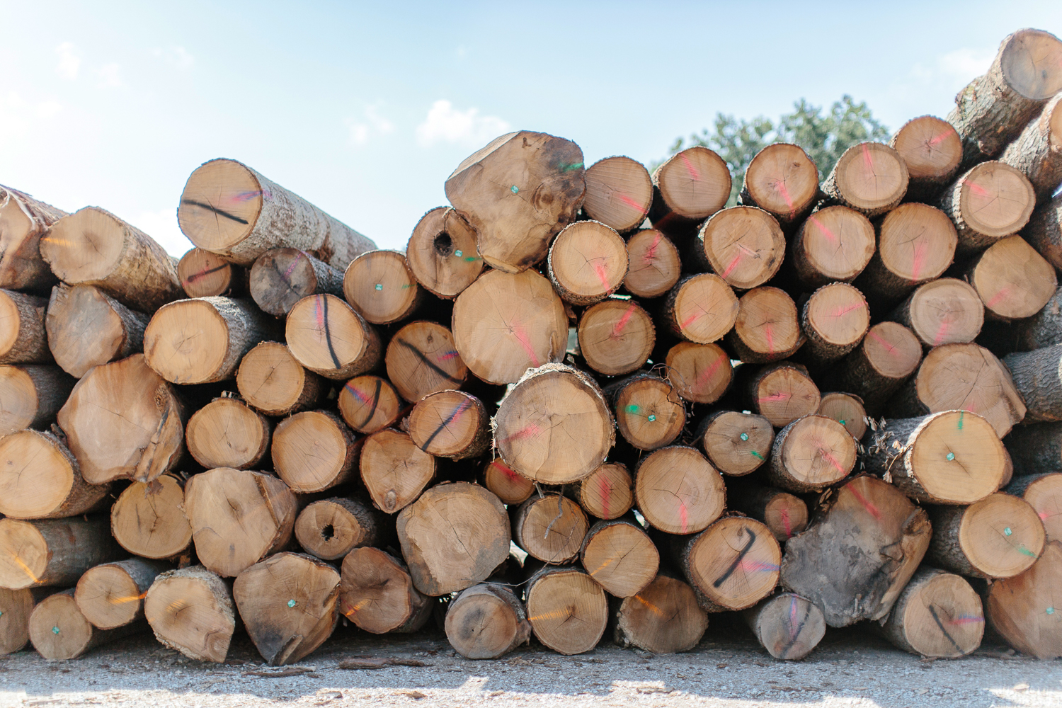 Standing Timber Farrow Lumber Company